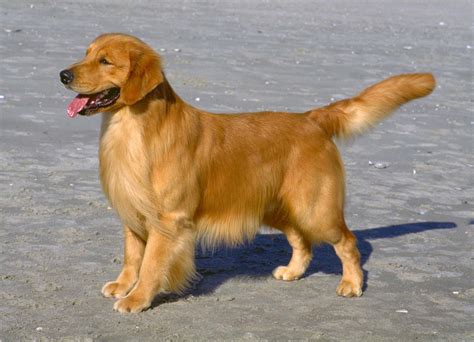 oversized big golden retriever|full breed golden retrievers.